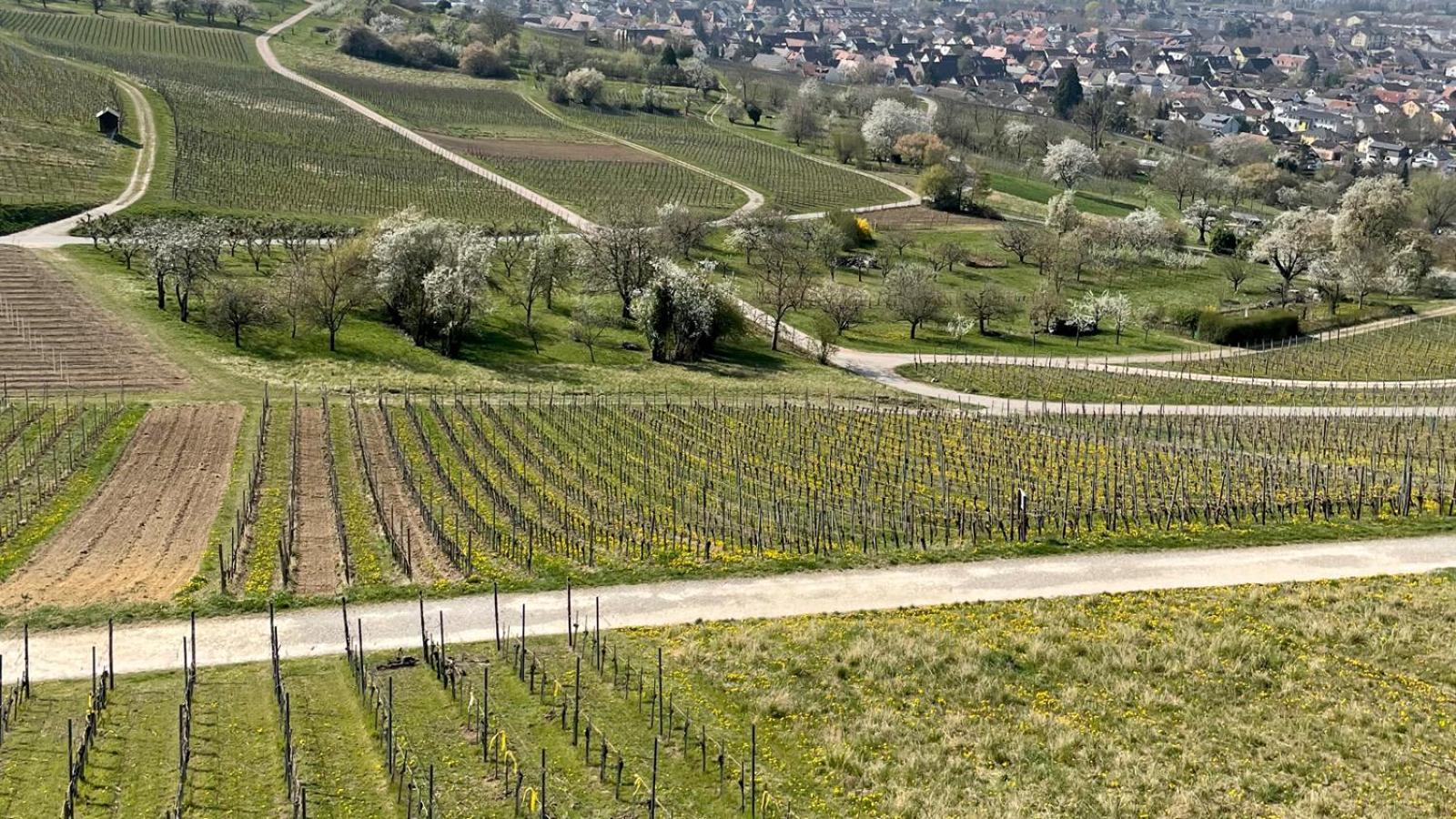 Landgasthof Rebstock Weil Am Rhein / Basel 外观 照片